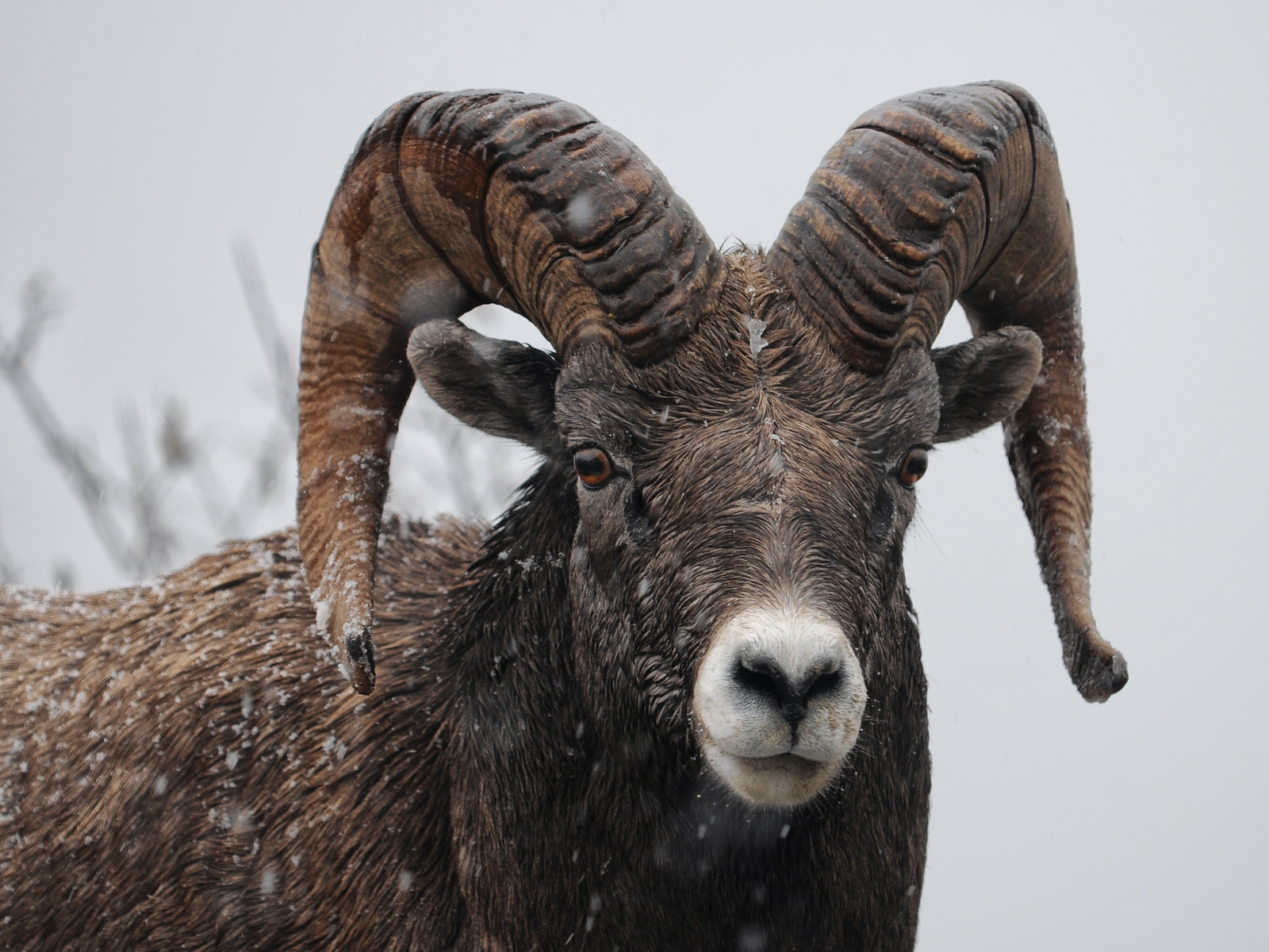 Bighorn sheep